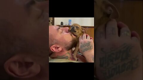 Check Out This Hilarious Puppy Who's Got Everyone Talking!