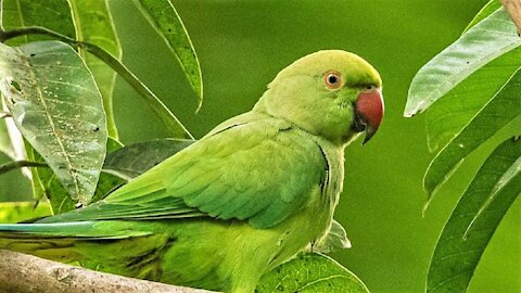 Loud Parrot Chirping | Natural Parrot Sounds | Parrot Calling Sounds ||