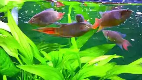 Paradise Fish Goldfish Angelfish Guppy Guppies Catfish animals Videos