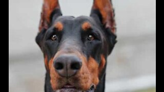 Cão esforça-se para beber água congelada da tigela