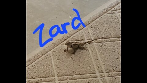 We named him Zard