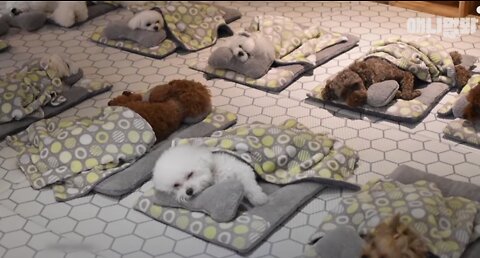 Puppies Enjoy Nap Time In The Kindergarten LOL