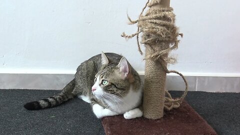 Cat Is so Attached to His Scratching Post