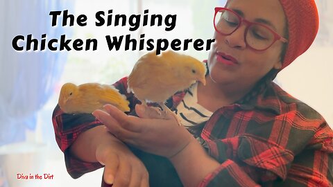 Chicken Whisperer: Bonding with Baby Chicks 🐥 & a Serenade | Urban Homestead VLOG