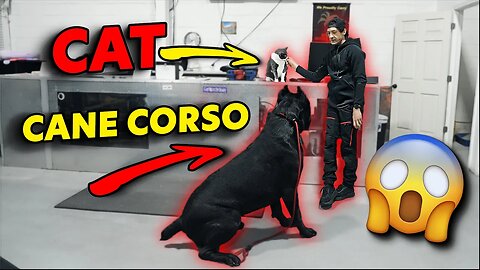 Cane Corso REACTIVITY Training