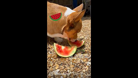 Corky the Corgi eats watermelon! Yum🥰