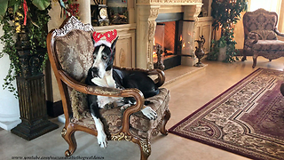 Patient Great Dane Models Christmas Antlers