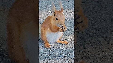 Nuts and squirrels.