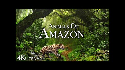 Wildlife of Amazon 4K - Animals That Call The Jungle Home | Amazon Rainforest