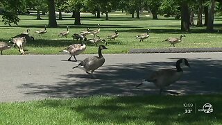 Denver's controversial geese culling program brings community together to discuss 'humane solutions'