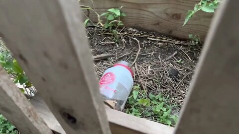 The rat battle continues with peanut butter balls laced with baking soda #rat