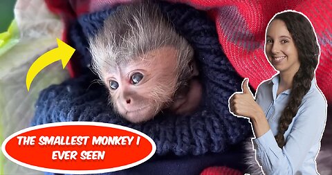 SMALLEST NEW BORN MONKEY EVER !!!