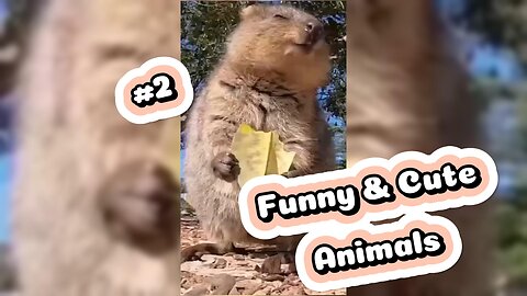 Funny and Cute Animals Compilation #2