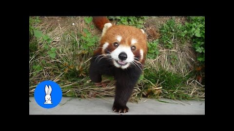 Most Adorable Red Panda - CUTEST Compilation 2022.