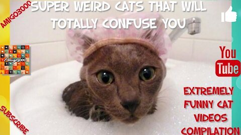 Super Weird Cats That Will Totally Confuse You