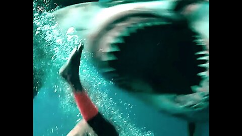 Shark attacks a diver and bites his leg!!