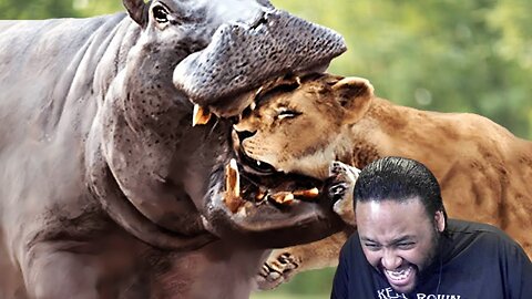 Animals That Messed With The WRONG Opponent Reaction