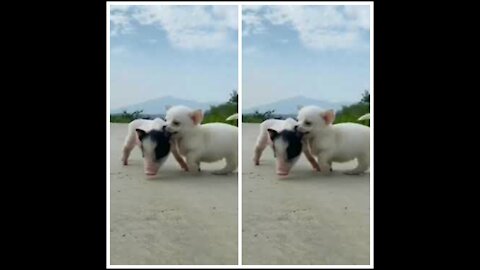 Funny dog biting piglet