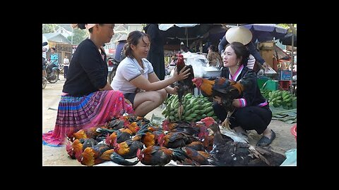 2 year living in forest The most beautiful flock of wild chickens in market sold out in 5 minutes