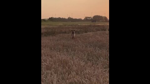 Dog hilarious hops through field like a kangaroo