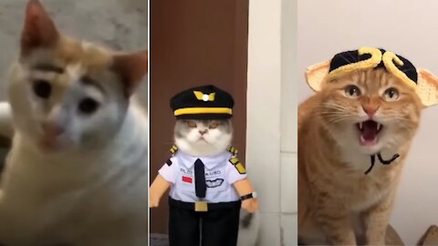 Best Cat TikToks 😍 Cat Memes Compilation😎