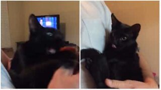 Cat goes mental when he sees pepperoni