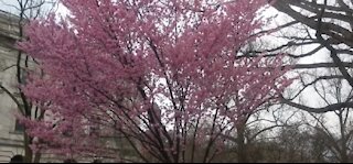 Cherry blossoms in full bloom during spring break