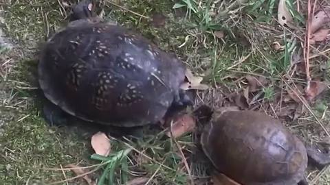 Two Hilarious Turtles Fight Head To Head