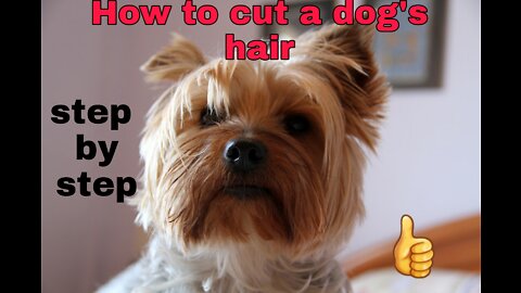 How to cut a dog's hair.