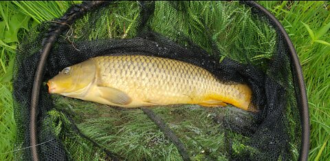 Spillway Carp