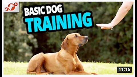 🐕 Basic Dogs Training – TOP 10 Essential Commands For Every Dog Should Know!