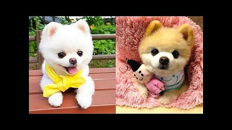 Baby Dogs - Cute and Funny Dog Videos Compilation HD