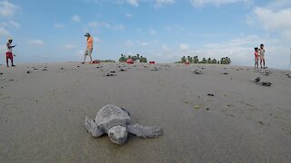 Hundreds of baby turtles race to the sea