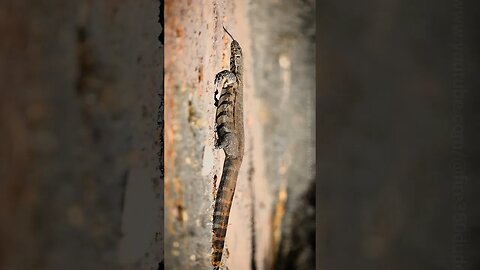 Rock monitor #lizard #short #shorts