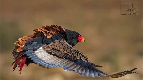 Interesting facts about Bateleur Eagle by weird square