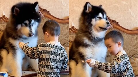 Funny little boy is feeding the big dog Husky