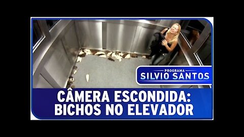 Bichos no Elevador- Câmera Escondida-( Vamos rir kkk )