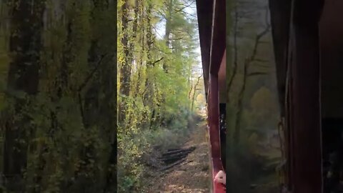 Fall Colors From The Great Smoky Mountains Railroad! - Part 2