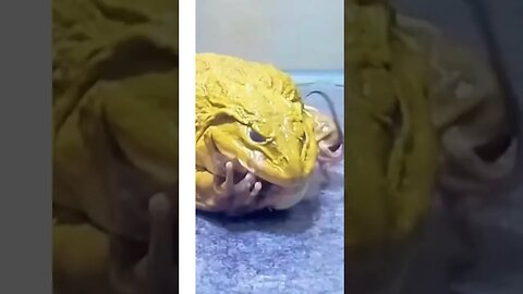 Asian Bull Frog VS Rat WOW 😯 #funnyshorts #memes #frog #feeding #funnyvideo