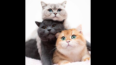 Most loyal cat breeds in the world- Top 10