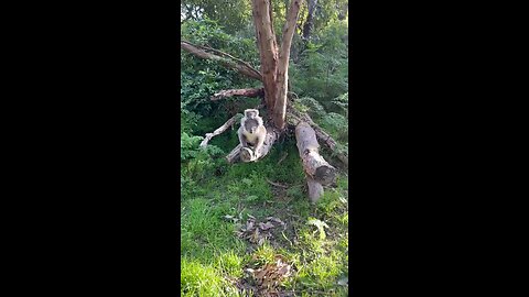 Cutest Koala baby with mama