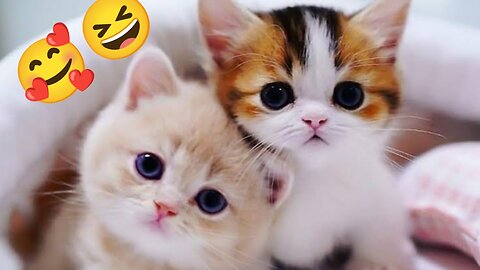 Funny cute cat / #Puppy #Cute #Viral # Trending # Viral