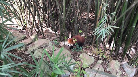 Red panda's walking