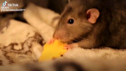 cute pet rat eating cheese