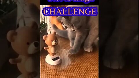 Best Funny Cats And Dogs Viideo #funny #shortvideo #dogscats