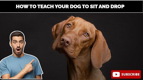 How To Teach your Dog to Sit and Drop