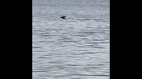 The unusual site of a whitetail deer swimming down the Coosa River. 🦌