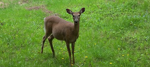 Pregnant deer in the meadow