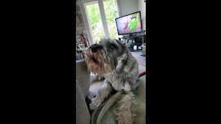 Fafner the Schnauzer shows musical dynamic range