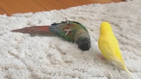 Compilation of funny birds and parrots # 11 🦜